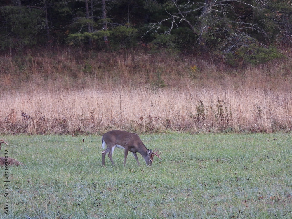 cades Cove, SMNP cades Cove, SMNP