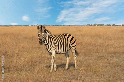Zebra African herbivore animal standing on the steppe grass pasture  autumn safari landscape.