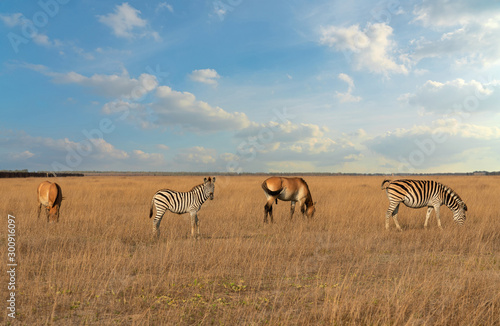 Fototapeta Naklejka Na Ścianę i Meble -  African zebras and Przewalski's horses herbivore animals group feeding on the grass steppe, autumn  landscape.