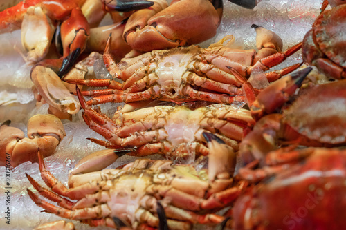 Crabs sea food on the ice, Norway