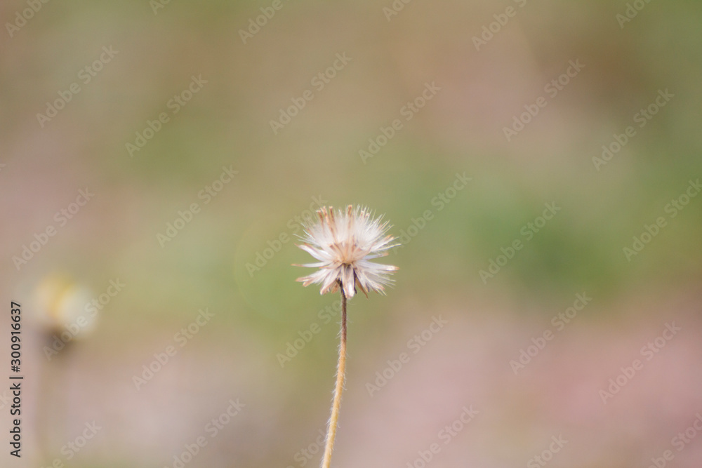 dandelion in the grass on a clear day dandelion in the grass on a clear day