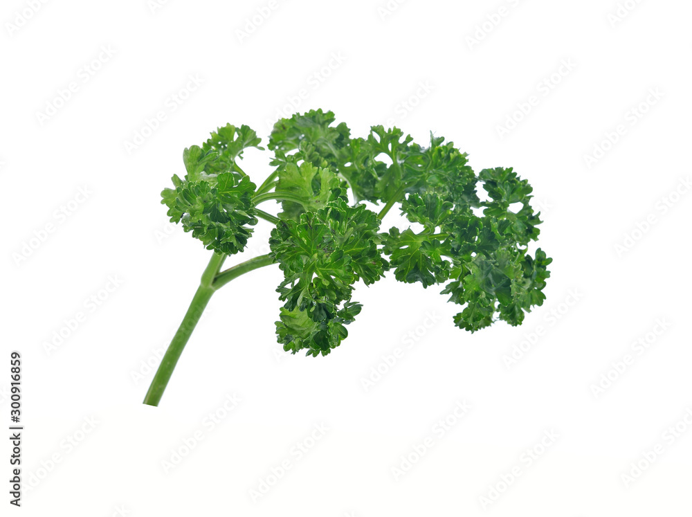 parsley isolated on a white background parsley isolated on a white background