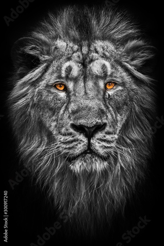 Contrast black and white photo of a maned (, hair) powerful male lion in night darkness with bright glowing orange eyes, isolated on a black background