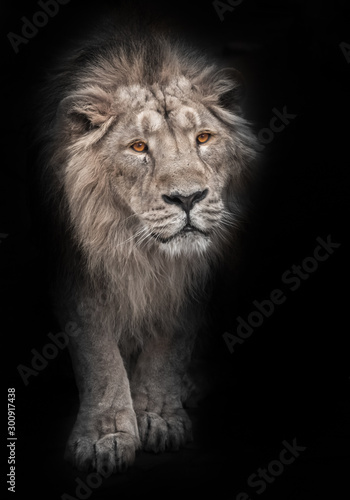 bleached of a powerful maned male lion protruding from night darkness, black and white photo, a lion with bright orange eyes is isolated on a black background.