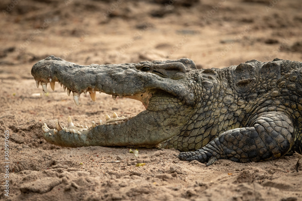 Close-up of Nile crocodile with open mouth Close-up of Nile crocodile with open mouth