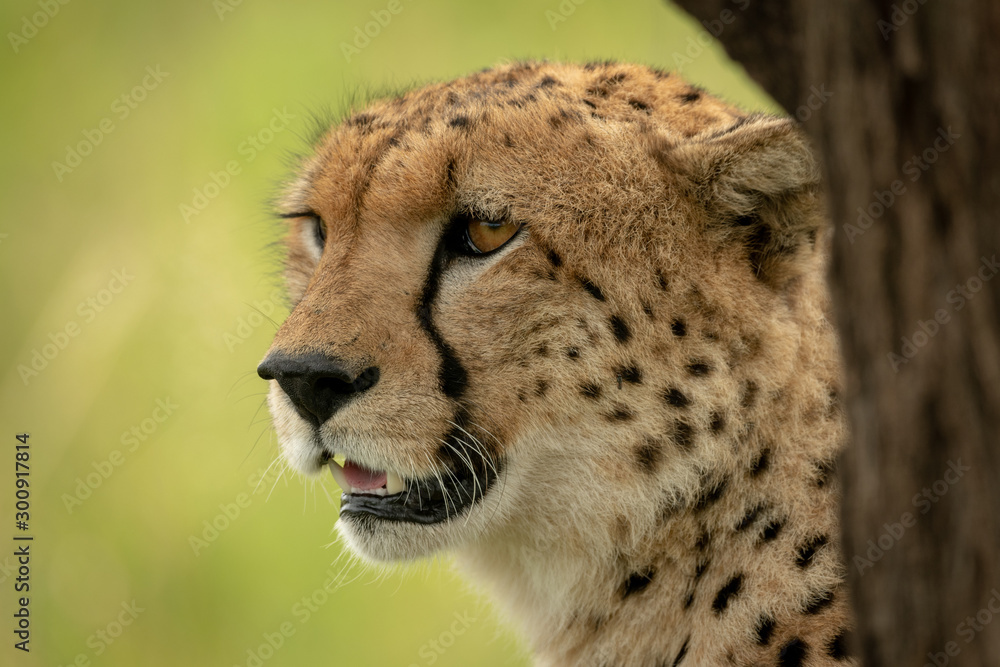 Close-up of male cheetah sitting by tree Close-up of male cheetah sitting by tree