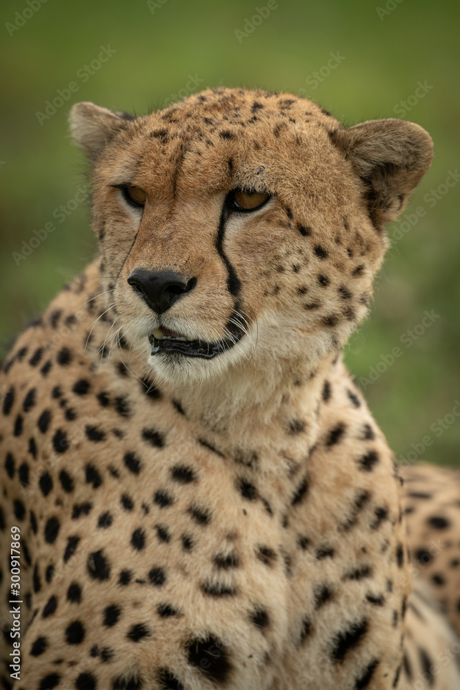 Close-up of male cheetah sitting in grass Close-up of male cheetah sitting in grass