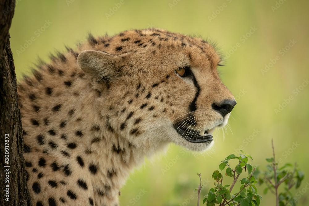 Close-up of male cheetah sitting by trunk Close-up of male cheetah sitting by trunk