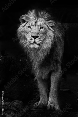 Black and white minimalistic noir photo of a man with powerful male lion in night darkness, isolated on black background