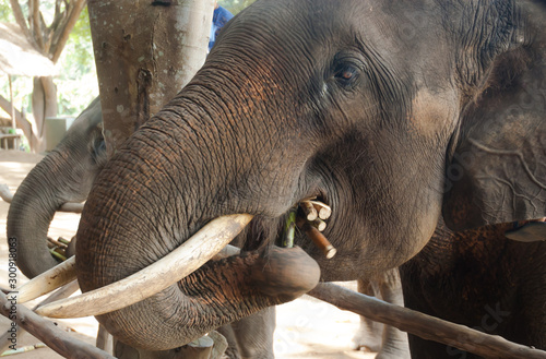 Asian elephants.