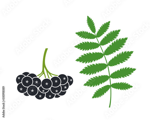 Black rowan set. Isolated black rowan on white background