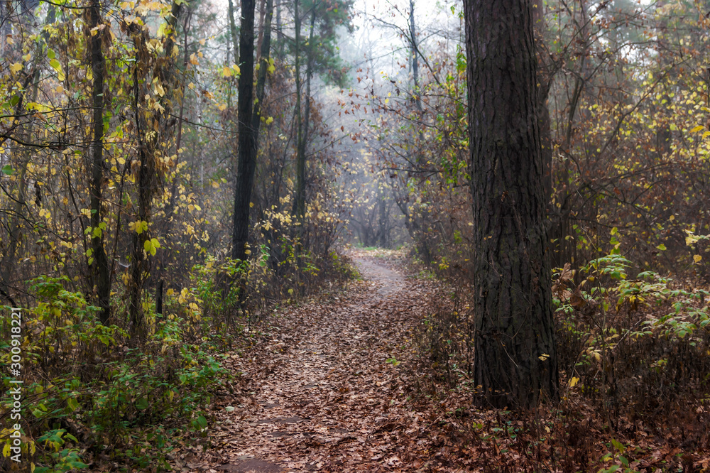 Forest path Forest path