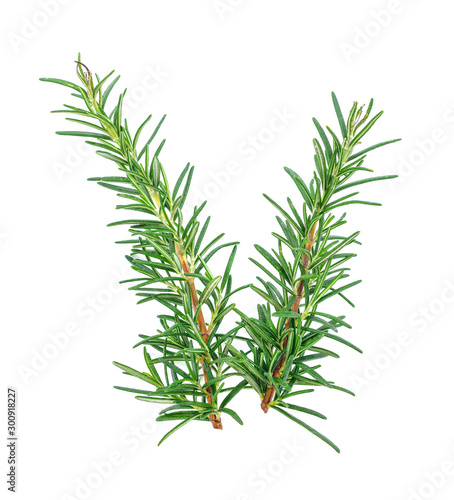 Rosemary isolated on white background