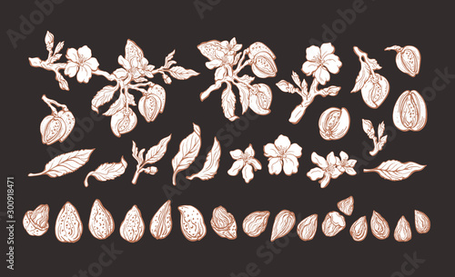 Almond set. Natural nut. Vector graphic set