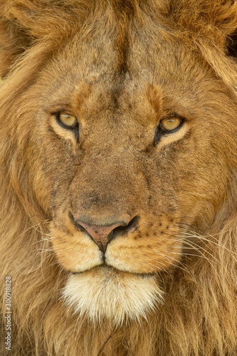 Close-up of male lion face turning left