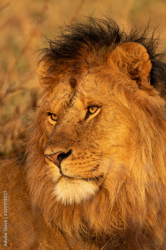 Close-up of male lion head in grass Close-up of male lion head in grass
