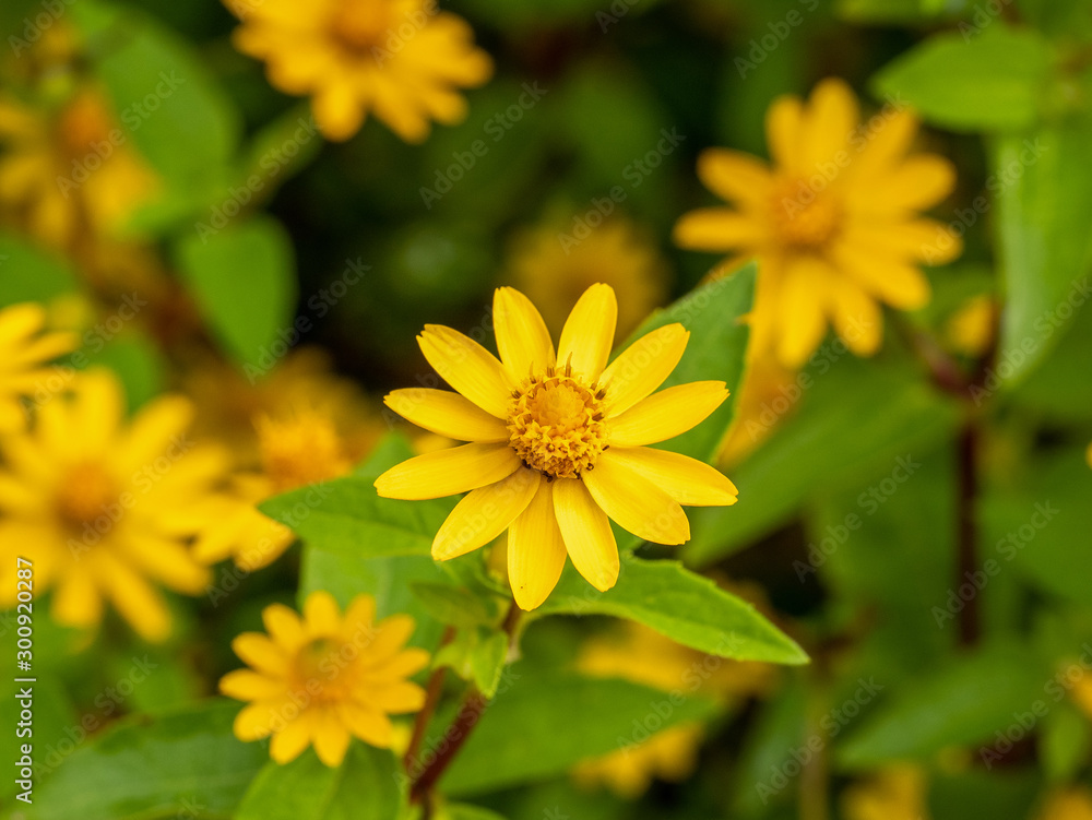 Small yellow creeping zinnia flowers, sanvitalia speciose Small yellow creeping zinnia flowers, sanvitalia speciose