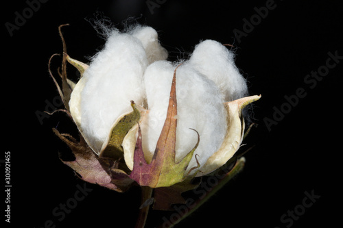 Cotton Bud on Black Background © Tom McConnell
