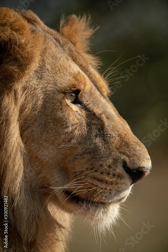 Close-up of sunlit male lion face