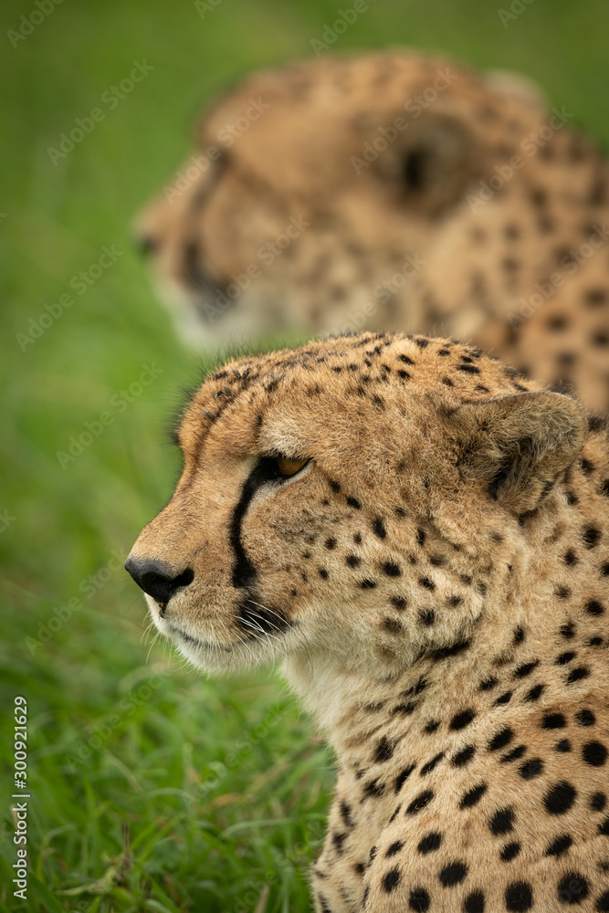 Close-up of two cheetah brothers sitting side-by-side Close-up of two cheetah brothers sitting side-by-side