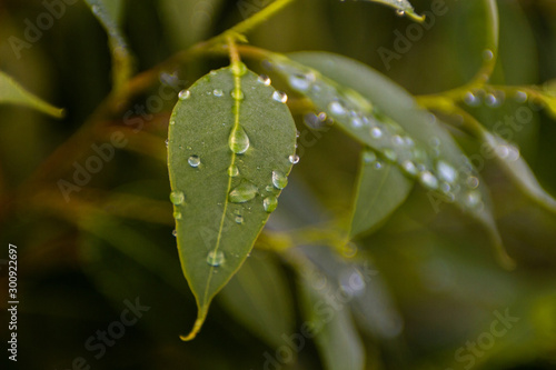  dew drops on eucalyptus leaf