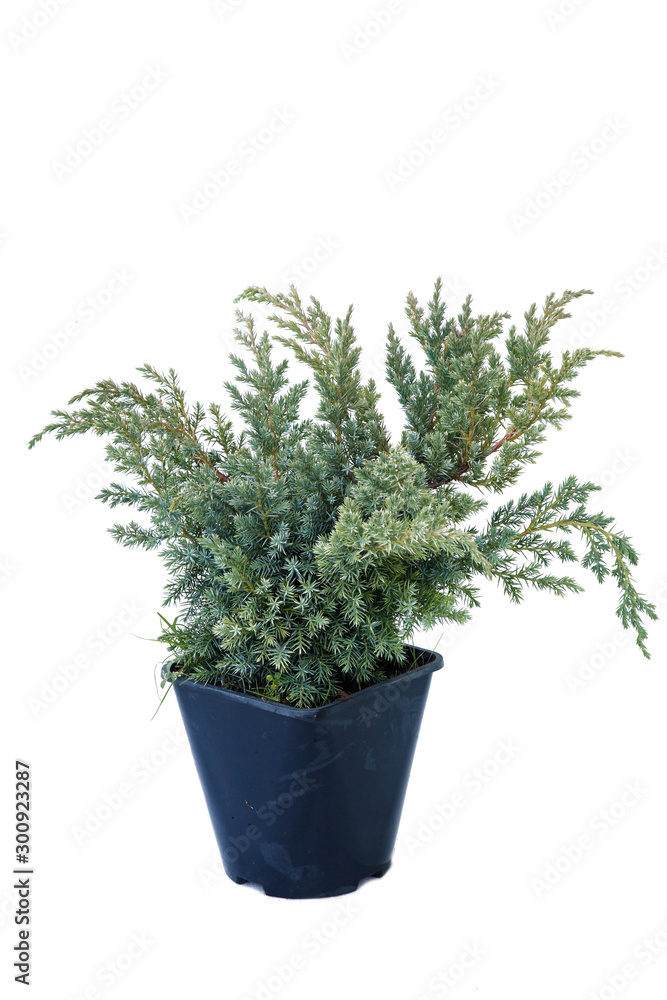 Potted tree on a white background Potted tree on a white background