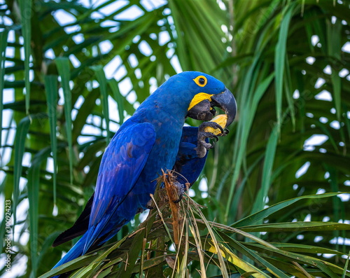 Hyacinth Macaw is sitting on a palm tree and eating nuts. South America. Brazil. Pantanal National Park.