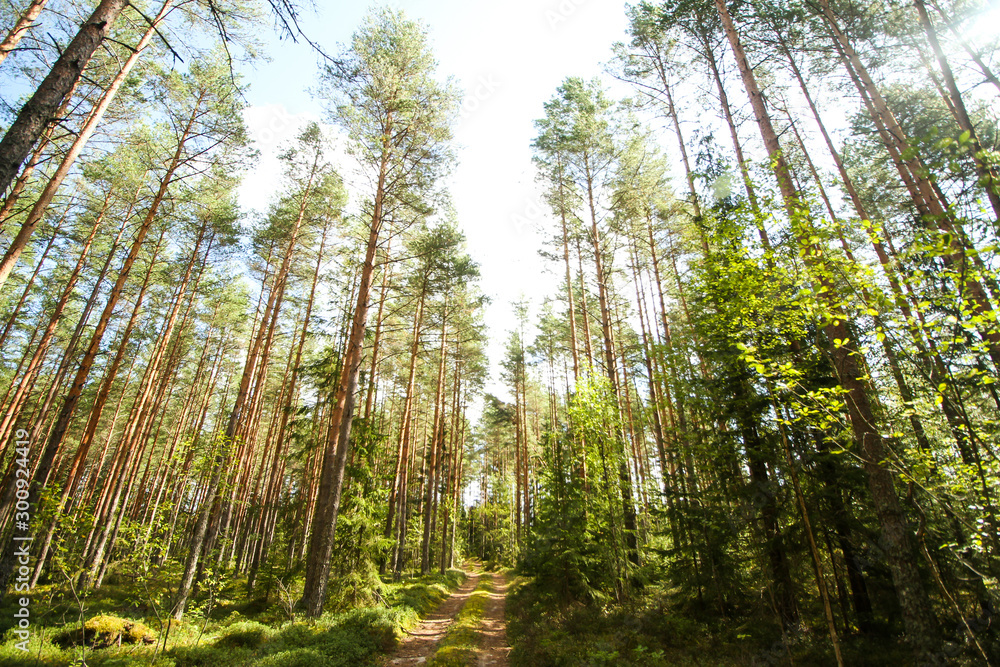 Naklejka premium Beautiful countryside view of old forest in Europe-Latvia. Natural forest in a hot, sunny summer day with bright blue sky with clouds.