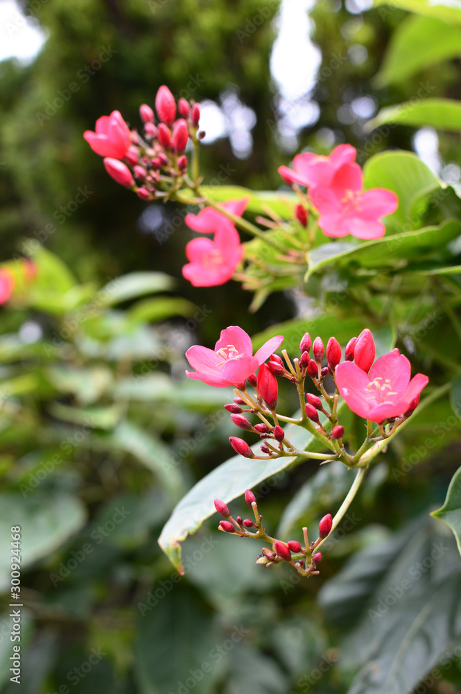 赤いテイキンザクラの花 赤いテイキンザクラの花