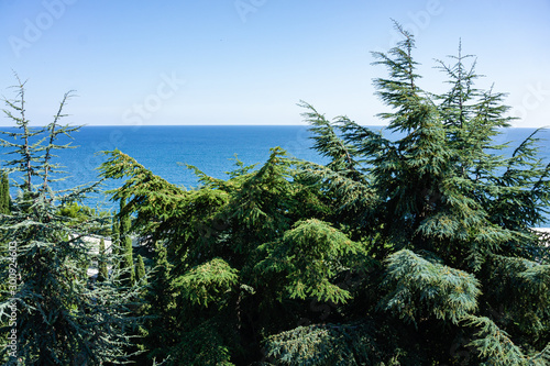 Alushta, Russia - September 28, 2019: Sanatorium Aivazovsky in Partenit. Landscape Park Paradise. Cypresses cedars pine, spruce and exotic trees and plants grow on terraces along paths and everywhere. © AlexanderDenisenko