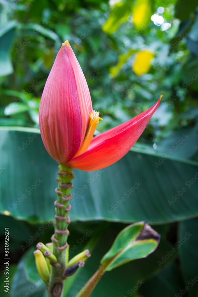 Fototapeta premium Banana blossom