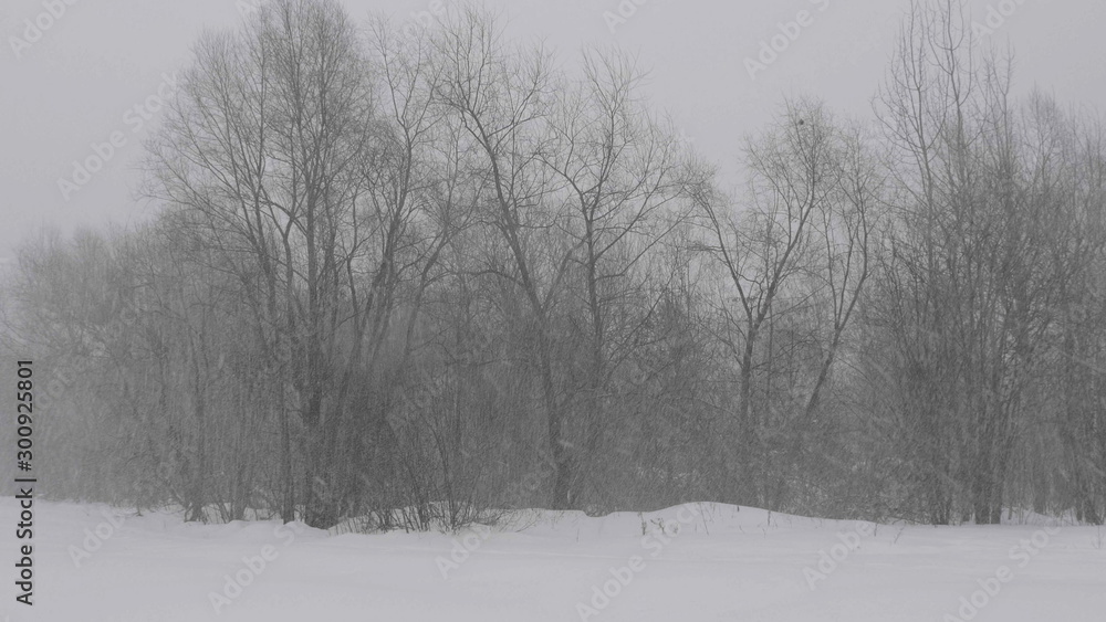 Winter forest during a snowfall, slow motion Winter forest during a snowfall, slow motion