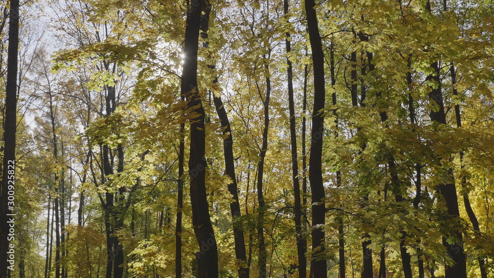 Obraz premium Natural landscape autumn leaves fall in the forest