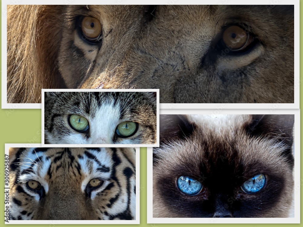 Collage about the eyes of feline. Domestic cats and wild animals. Stock  Photo | Adobe Stock