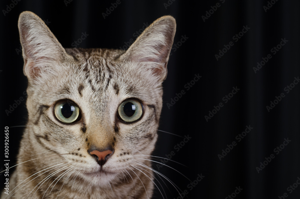 Cat on a black background 