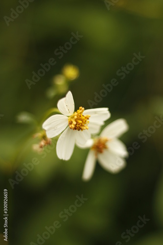 white flower