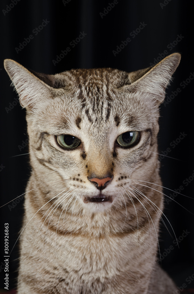 Obraz premium Cat on a black background 