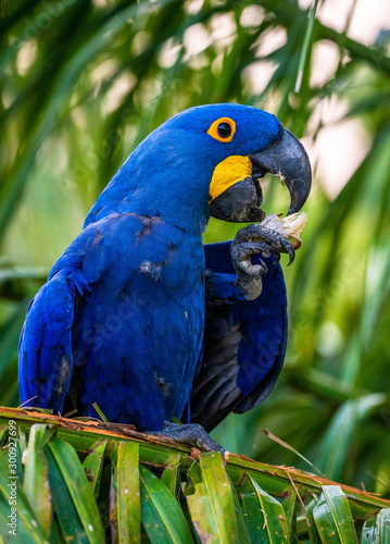 Hyacinth Macaw is sitting on a palm tree and eating nuts. South America. Brazil. Pantanal National Park.