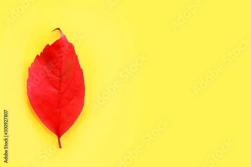 Fototapeta Naklejka Na Ścianę i Meble -  red natural autumn leaves with veins on a yellow background