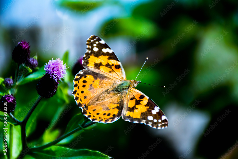 Fototapeta premium butterfly on flower