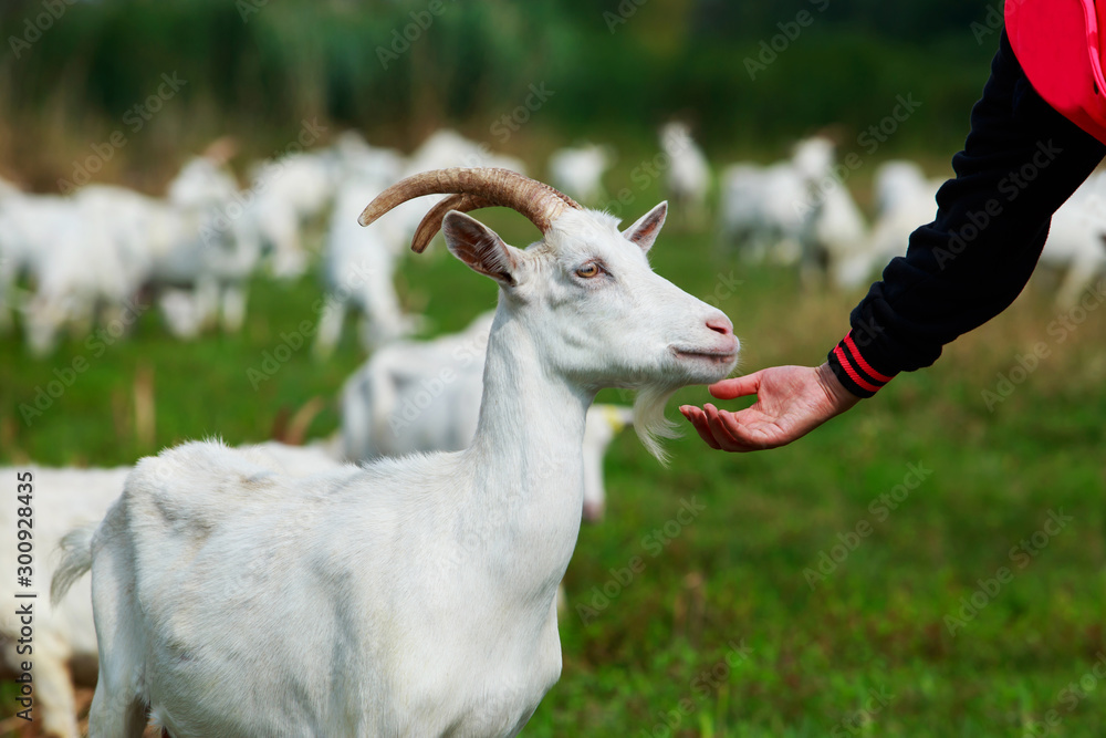 Obraz premium Goats graze on the field