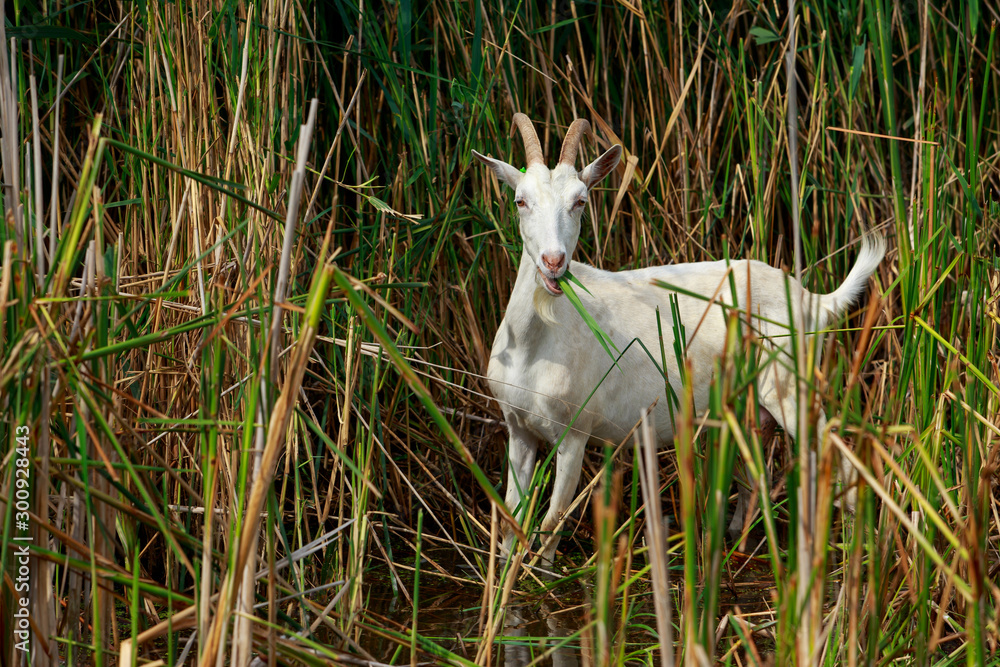 Fototapeta premium Portrait of goat