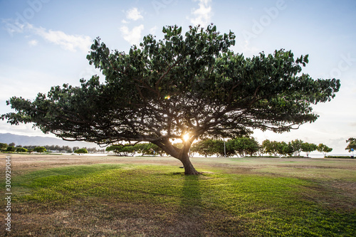 huge green tree with a mighty crown of leaves and numerous branches on a field on the coastline on a Hawaiian island