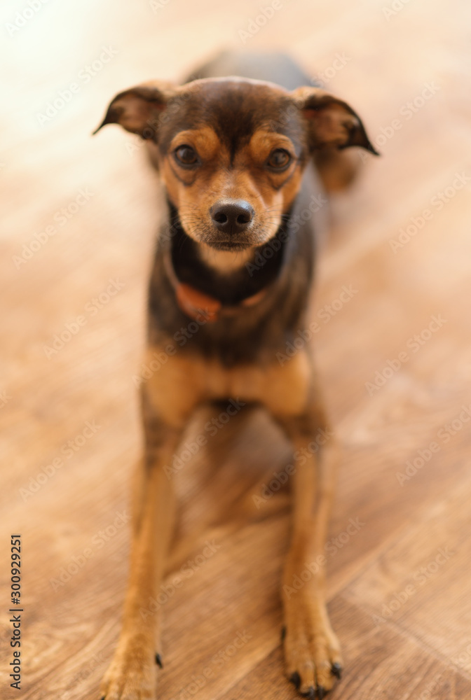 Miniature pinscher puppy at home. Selective focus on nose. Miniature pinscher puppy at home. Selective focus on nose.