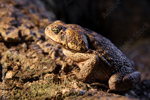 Big brown toad sitting on the bark of a tree in the tropical forest at night