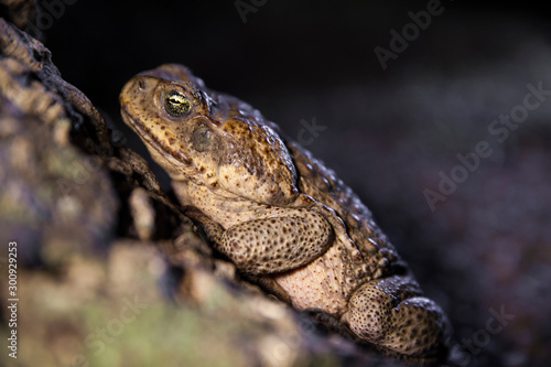 Thick brown toad from the side leaning flat against a tree at dusk