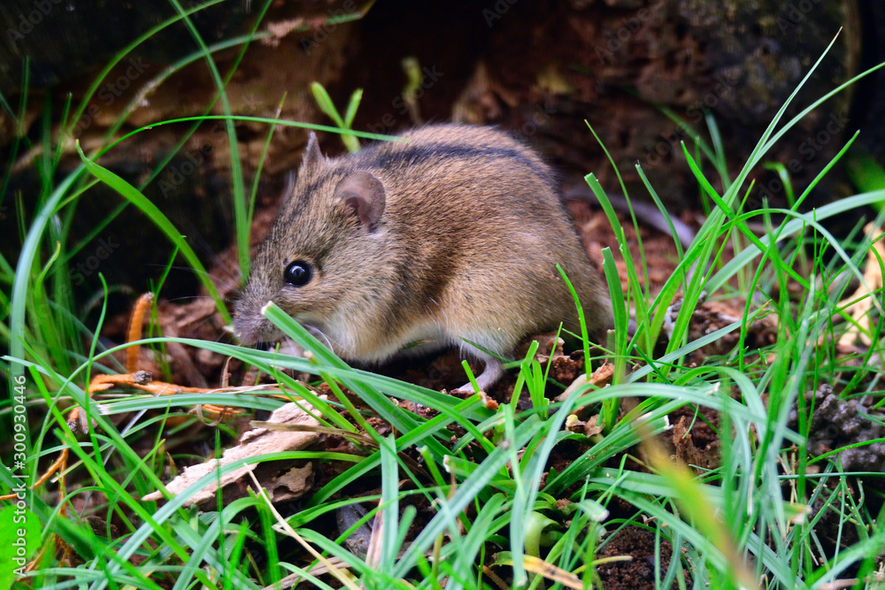 Brandmaus (Apodemus agrarius) Brandmaus (Apodemus agrarius)
