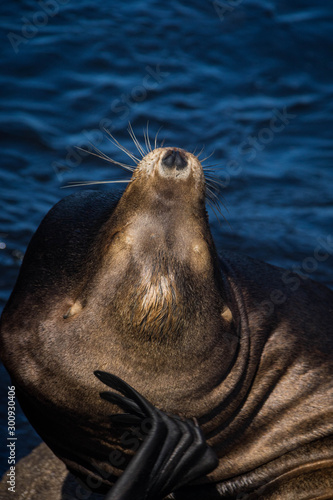Sea Lion in Monterey, California