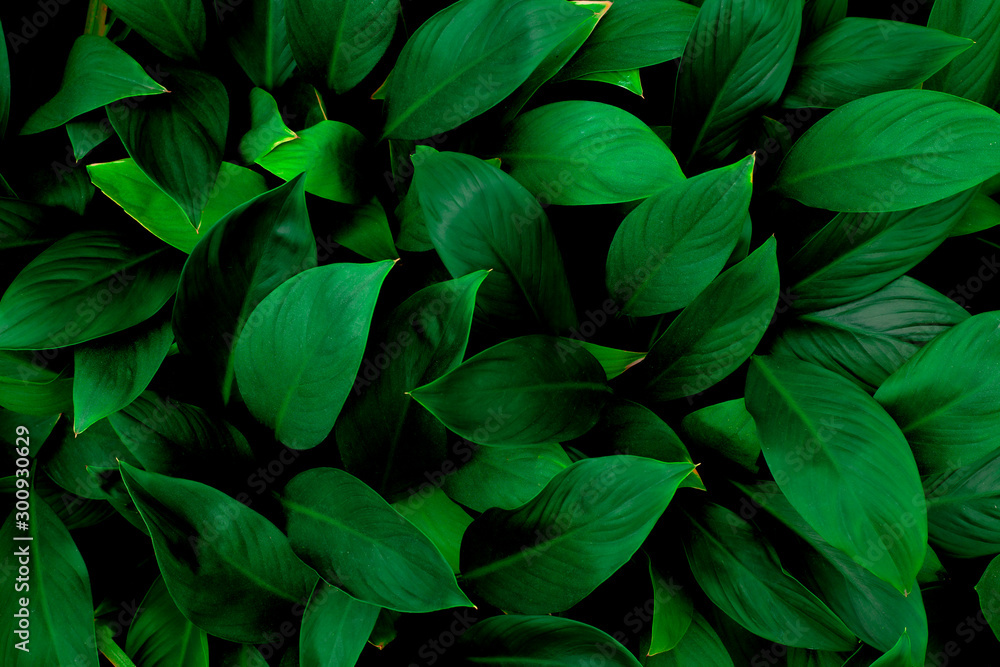 closeup nature view of green leaf in garden, dark tone nature background, tropical leaf closeup nature view of green leaf in garden, dark tone nature background, tropical leaf