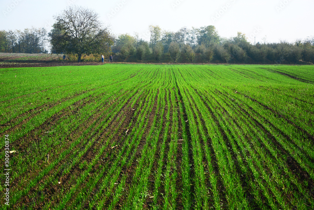 field in spring